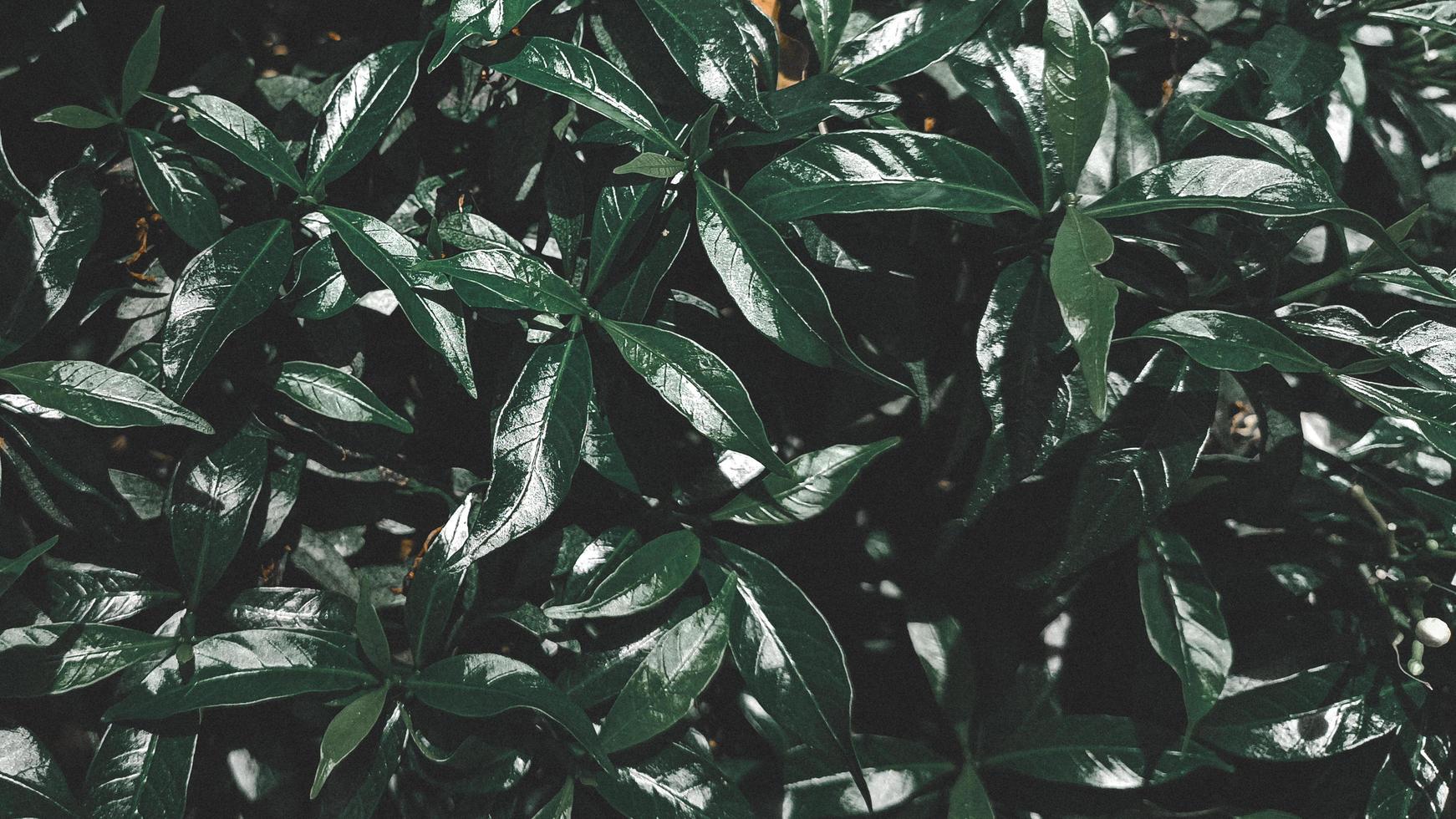 hojas en la temporada de lluvias, hoja verde oscuro, fondo laef foto