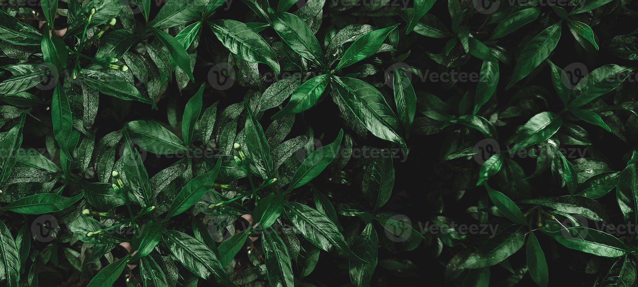 papel pintado hoja verde oscuro thon. fondo de la naturaleza foto