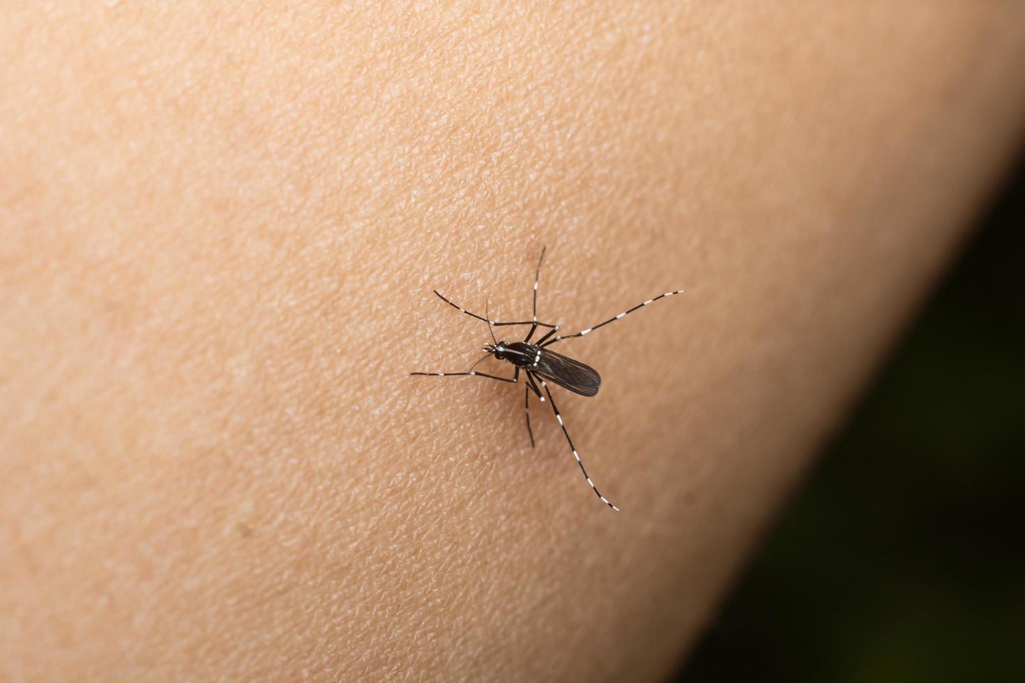 picadura de mosquito peligroso malaria fiverr fotografía macro foto premium