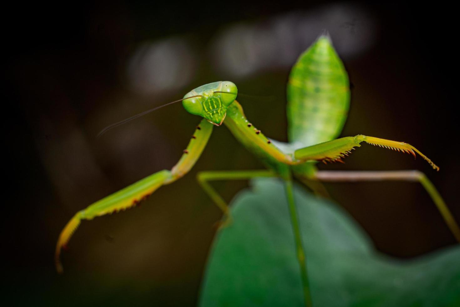 mantis insecto fotografía macro foto premium