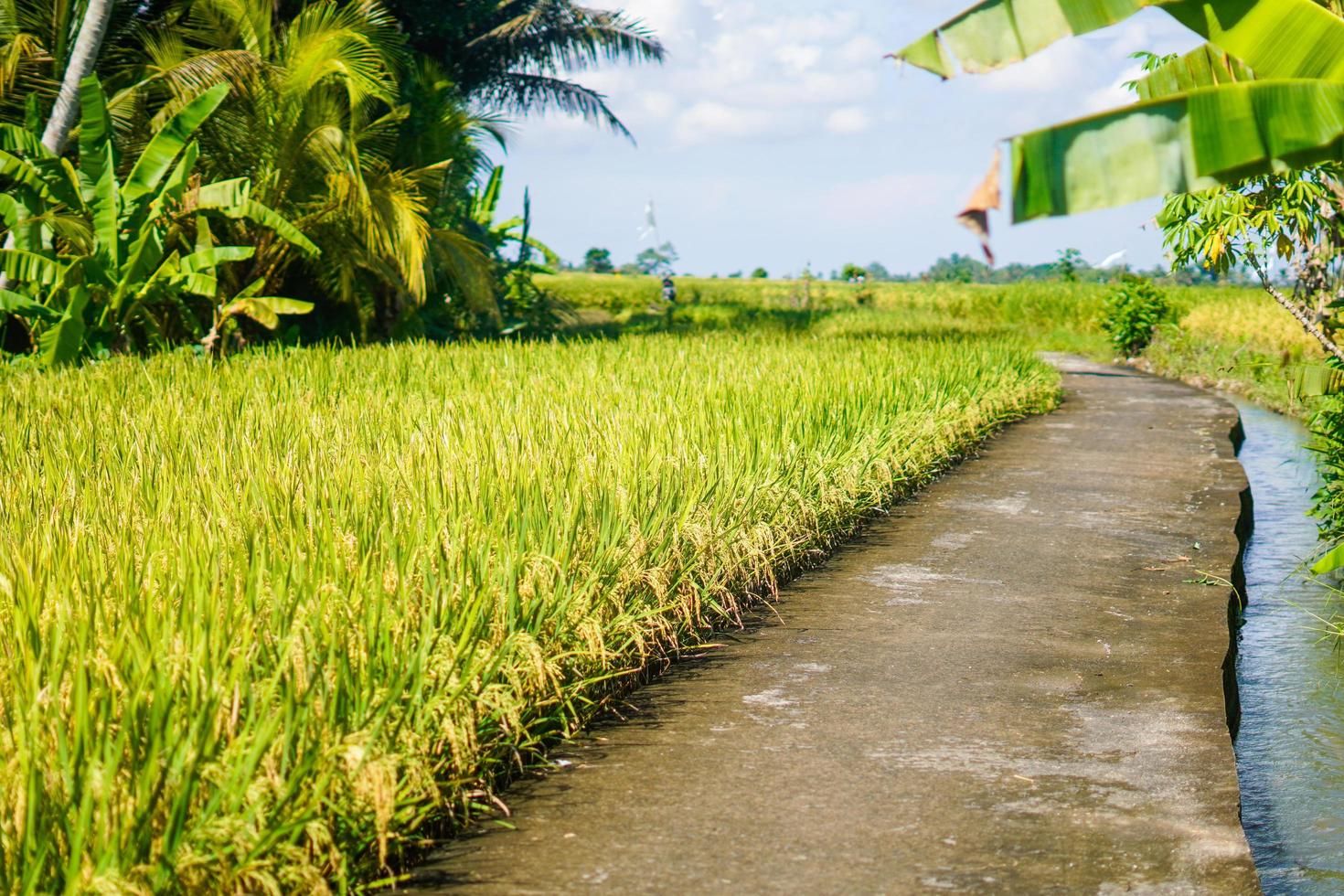 beautiful green paddy plants rice fields nature in Tabanan, Bali photo