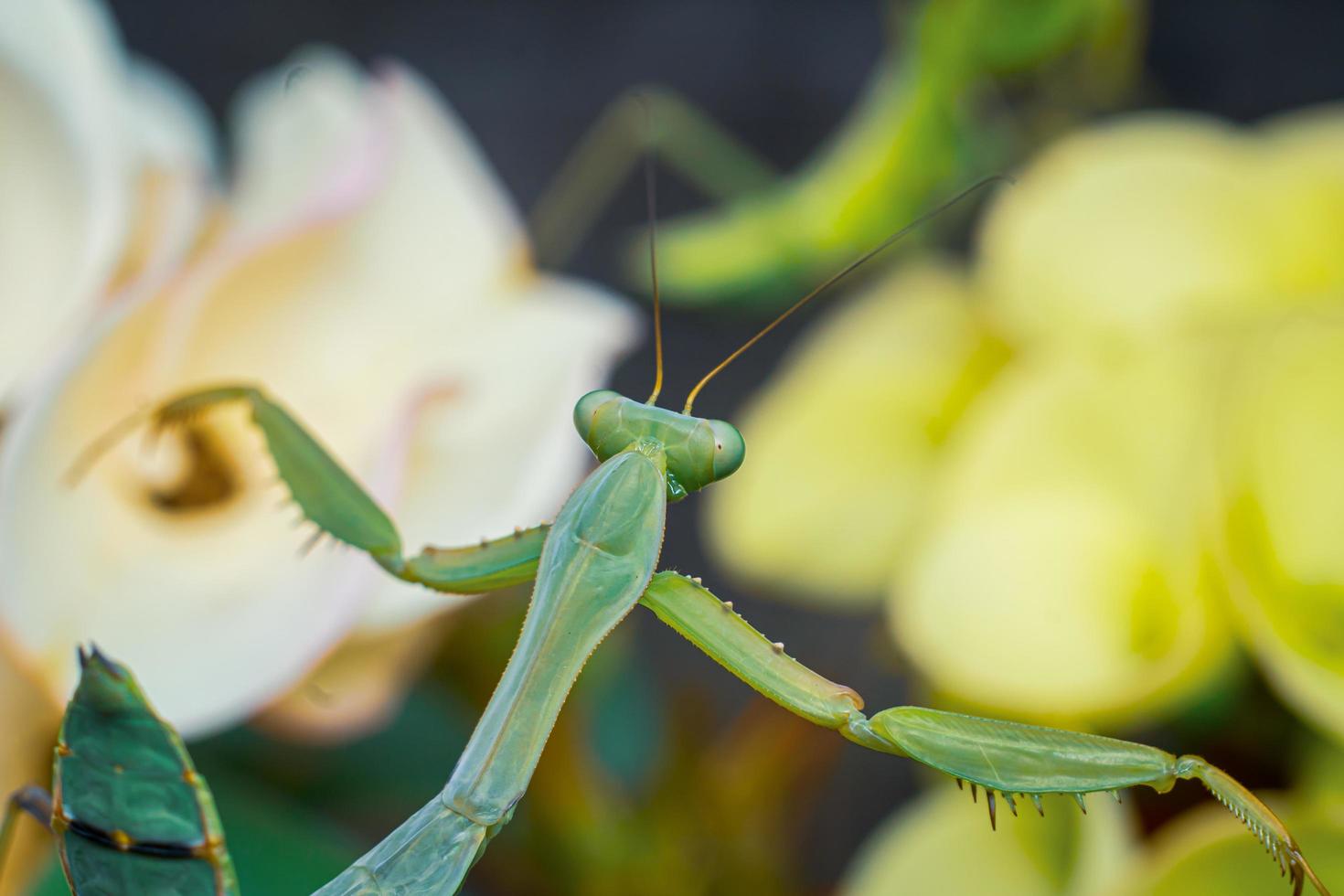 mantis insect macro photography premium photo 10516834 Stock Photo at