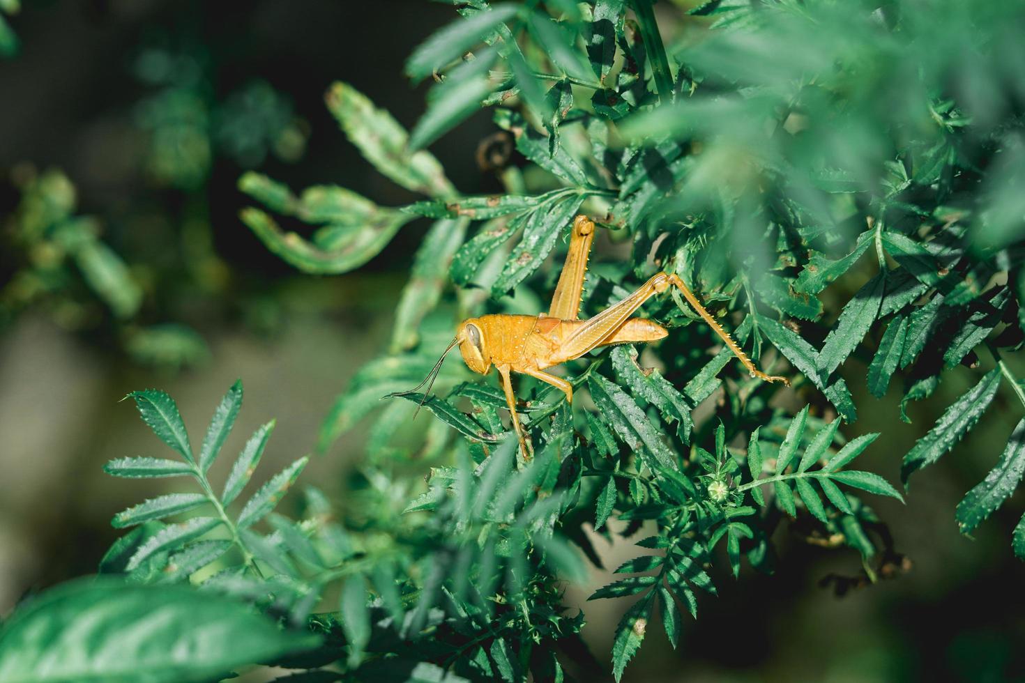 yellow rice grasshoppers perched on green leaves basking in the sun at day time, suborder Caelifera hemimetabolous insects cricket photo