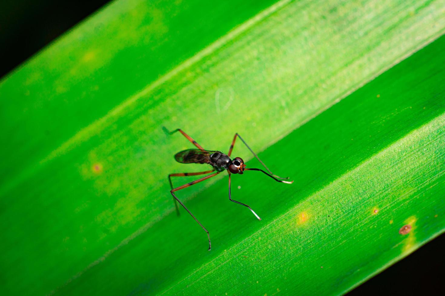 Rainieria antennaepes insect close up macro photography premium photo