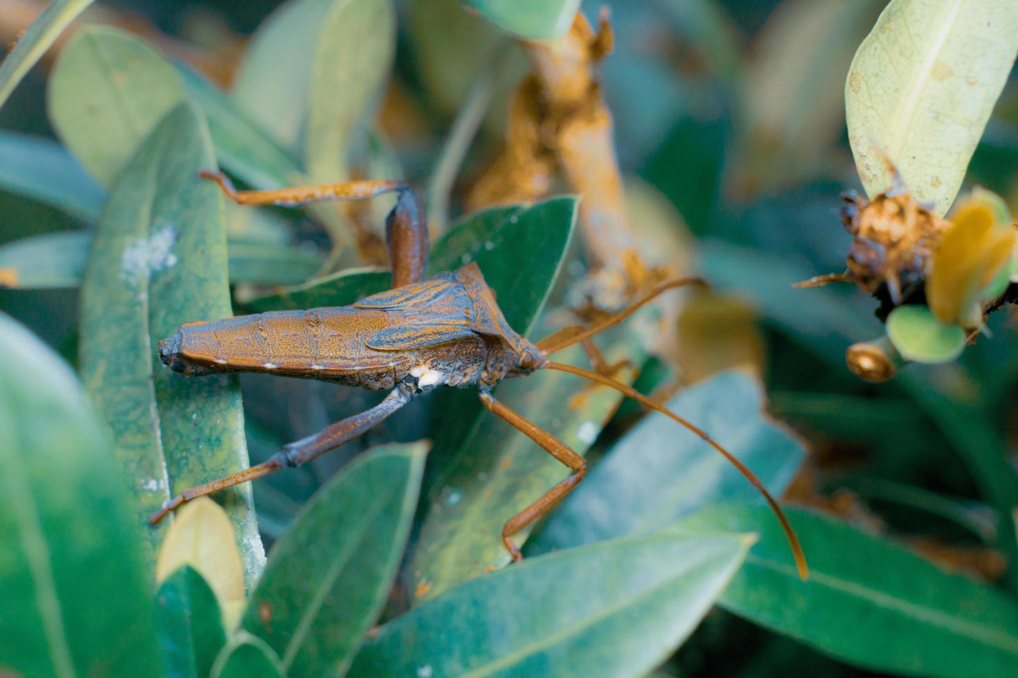 Giant leaf-footed triatomine kissing bug macro photography premium photo