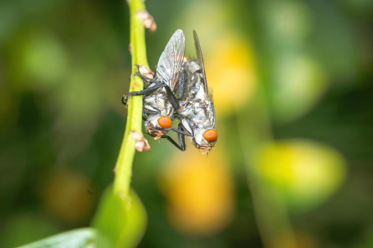 moscas de apareamiento de cerca fotografía macro foto premium