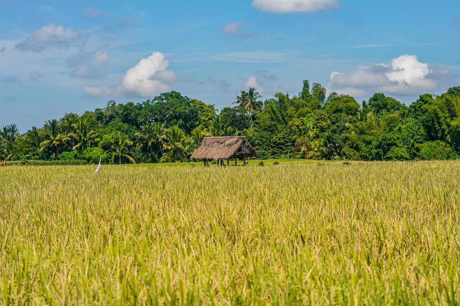 beautiful green paddy plants rice fields nature in Tabanan, Bali photo