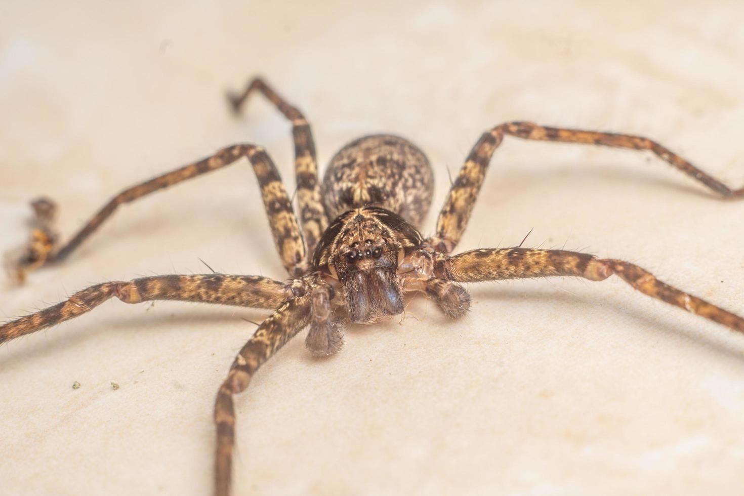 Eusparassus walckenaeri spider close up macro photography premium photo