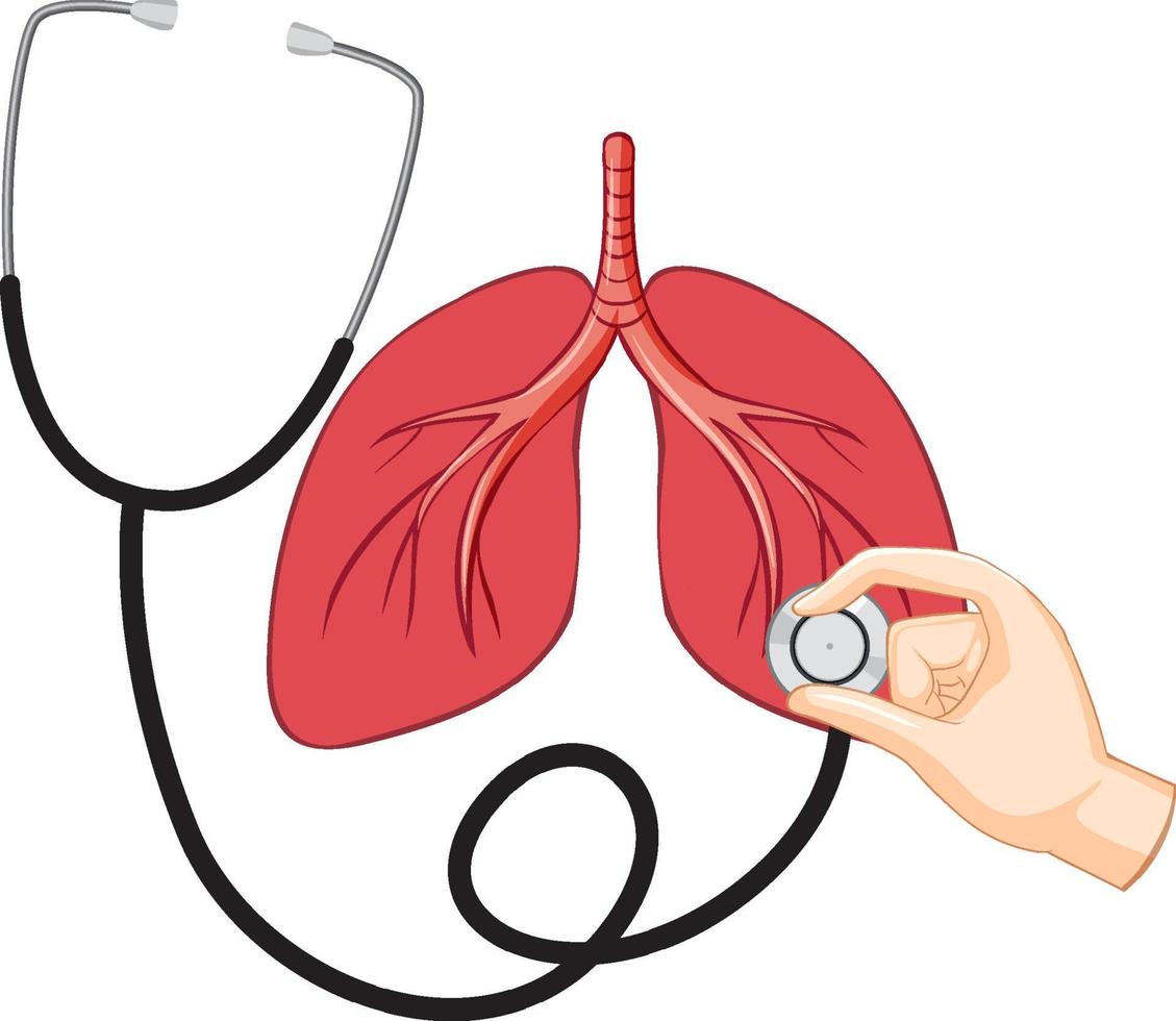 Lungs human icon vector