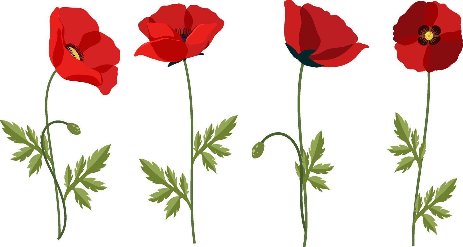 Set of poppy flowers on white background vector