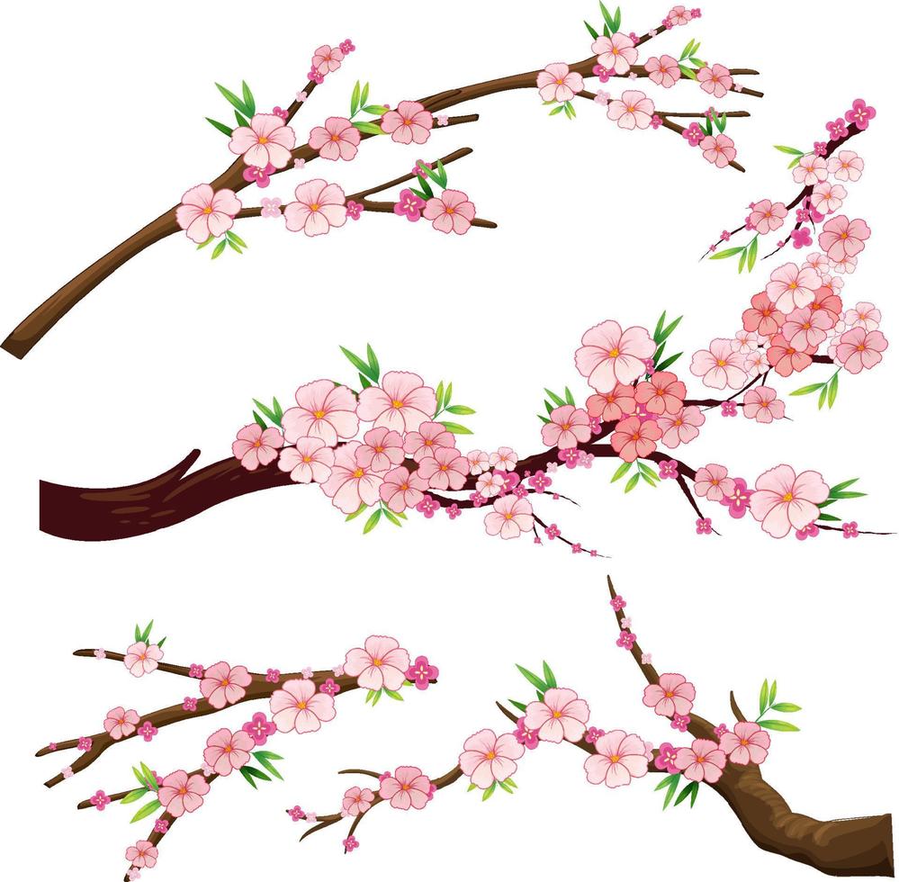 Cherry blossom branch isolated vector