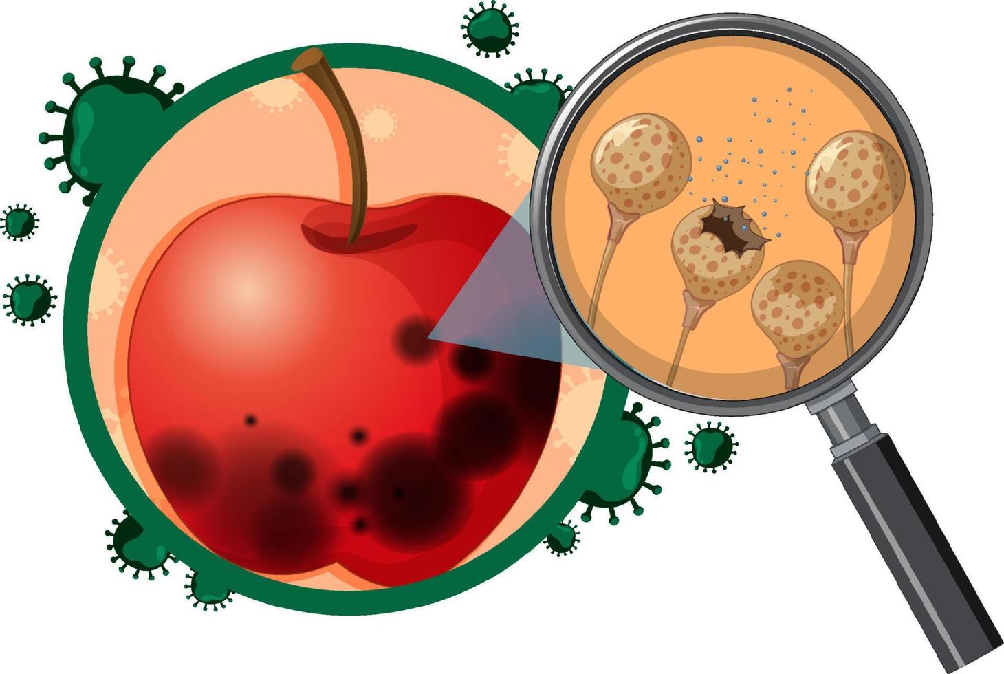 Inedible decomposed apple with mould vector