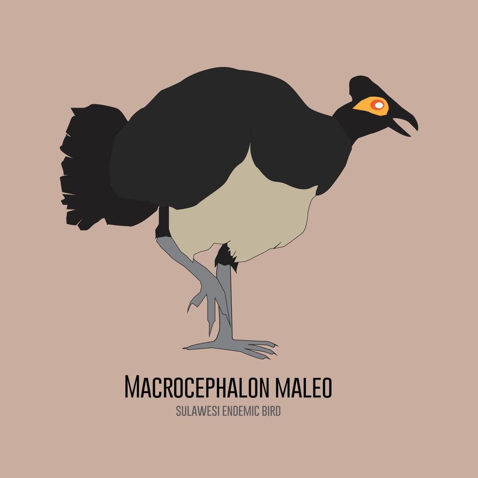 Maleo bird - Macrocephalon maleo vector illustration which is a endemic bird on Sulawesi, Indonesia