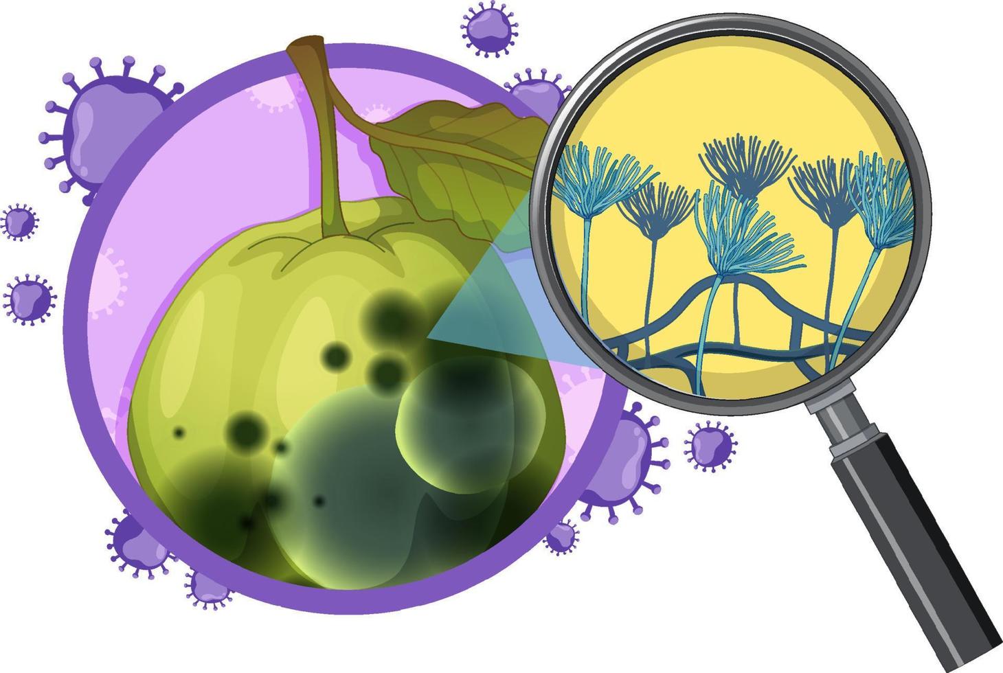 Inedible decomposed guava with mould vector