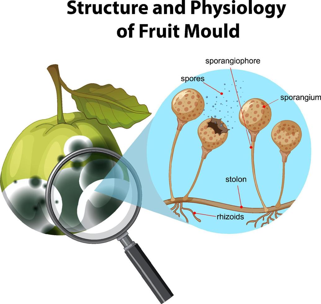 Structure and Physiology of fruit mold vector