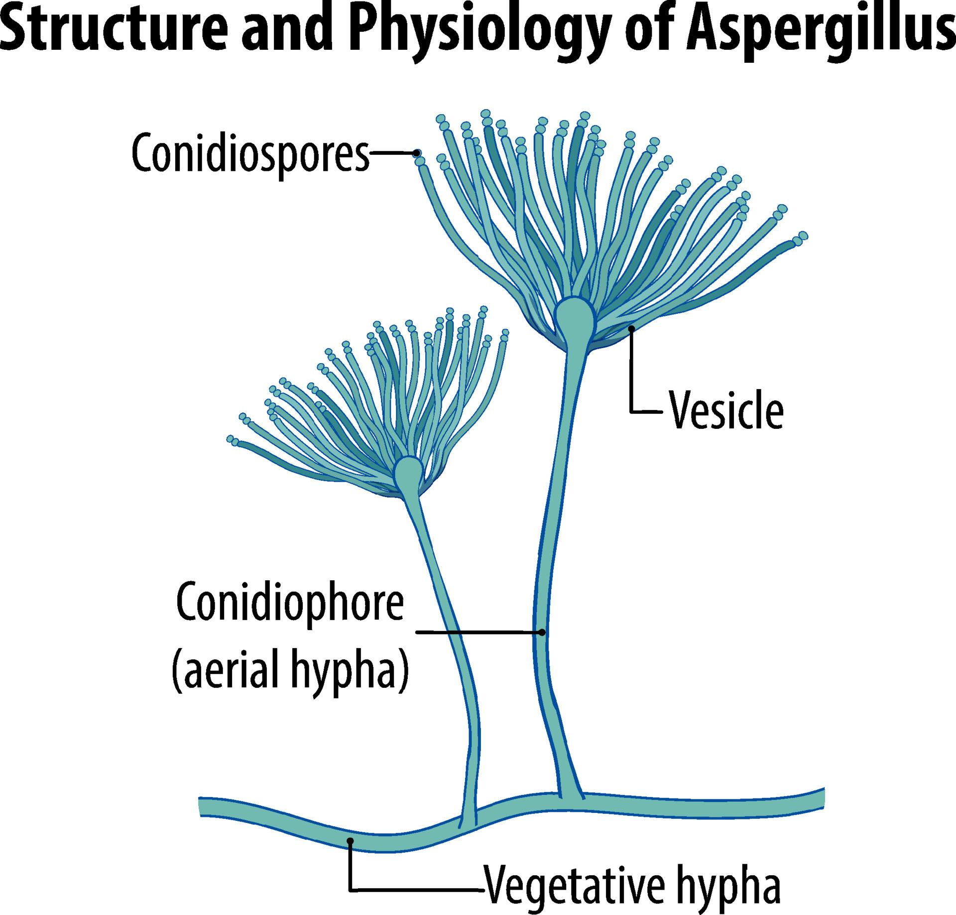 Structure and Physiology of Aspergillus 10518318 Vector Art at Vecteezy