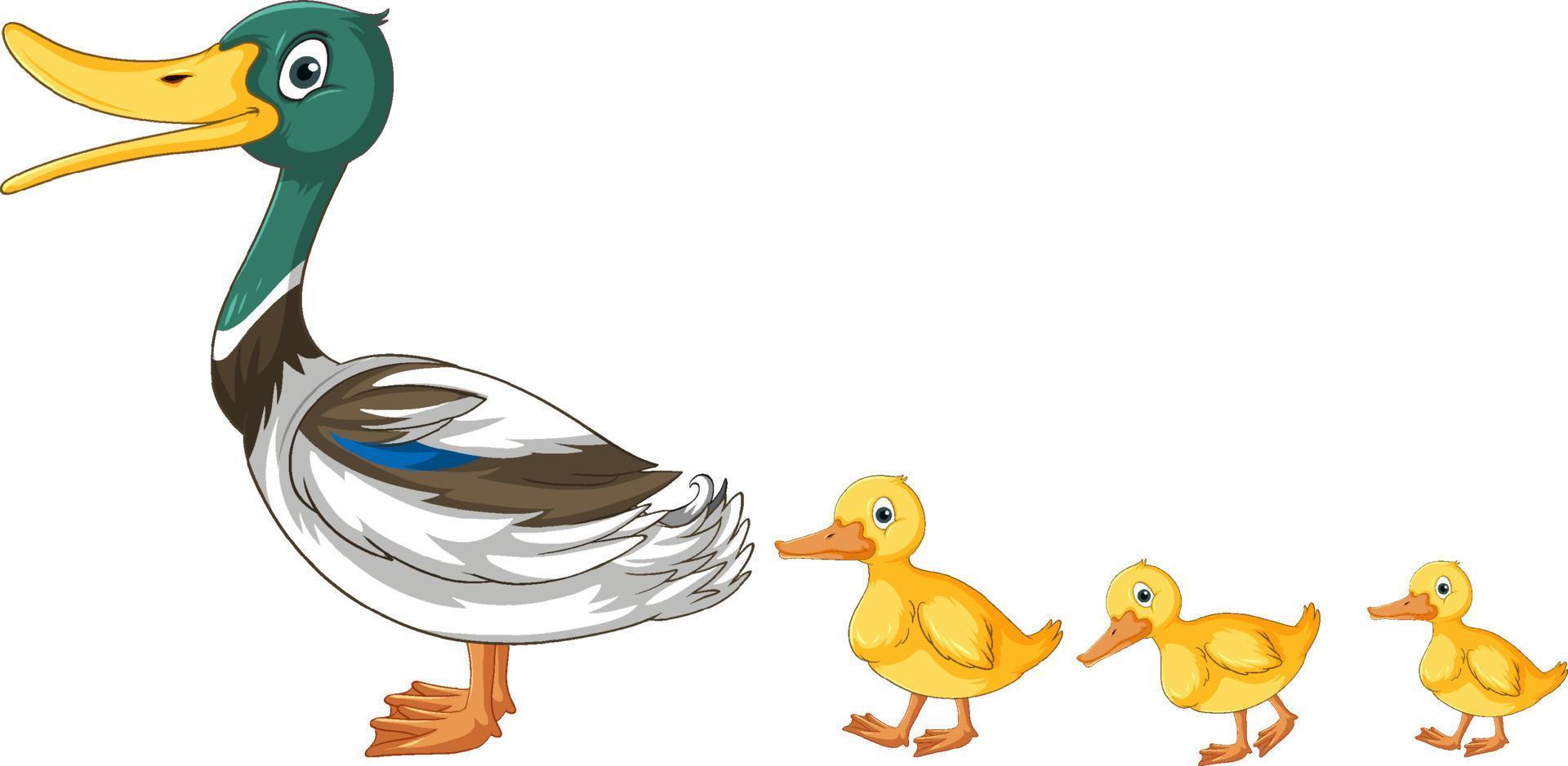 A wild duck with duckling vector