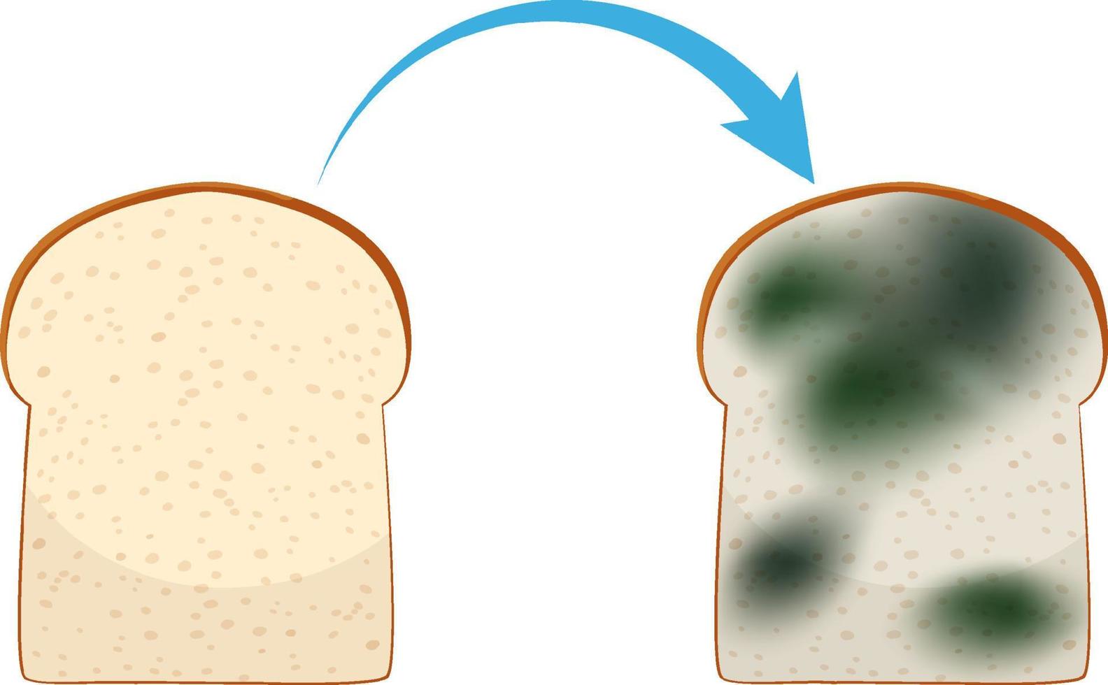 pan no comestible con moho vector