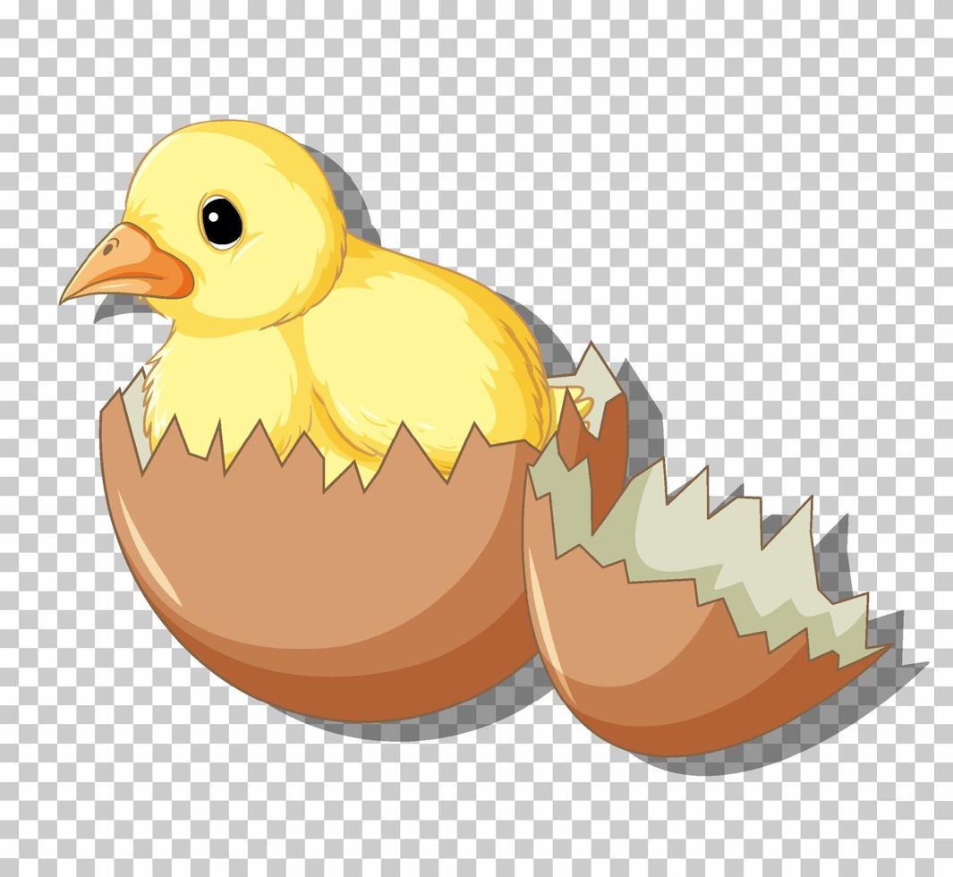 lindo pollito en huevo roto vector