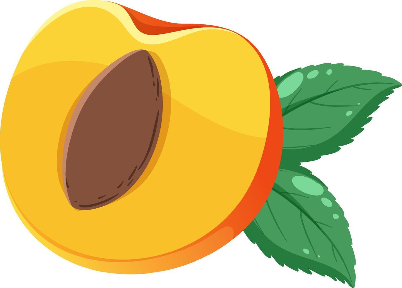 Half of peach isolated vector
