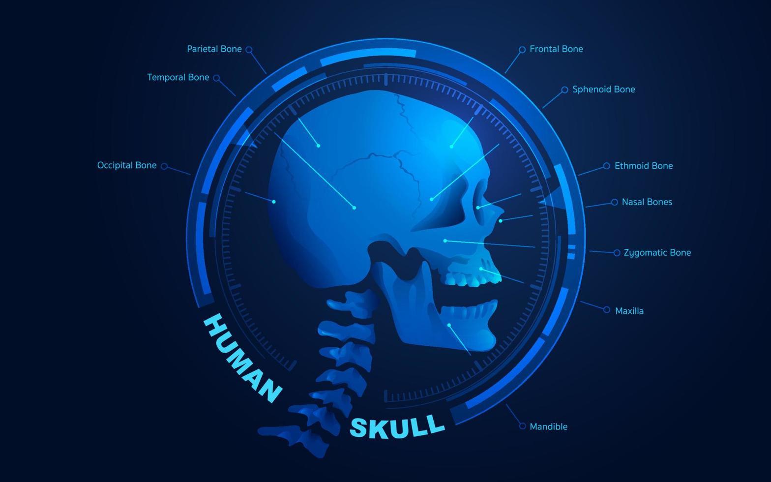 human skull infographics vector