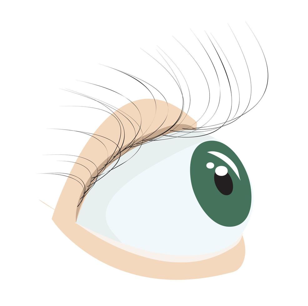 ojo humano. ilustración vectorial aislado sobre fondo blanco. vector