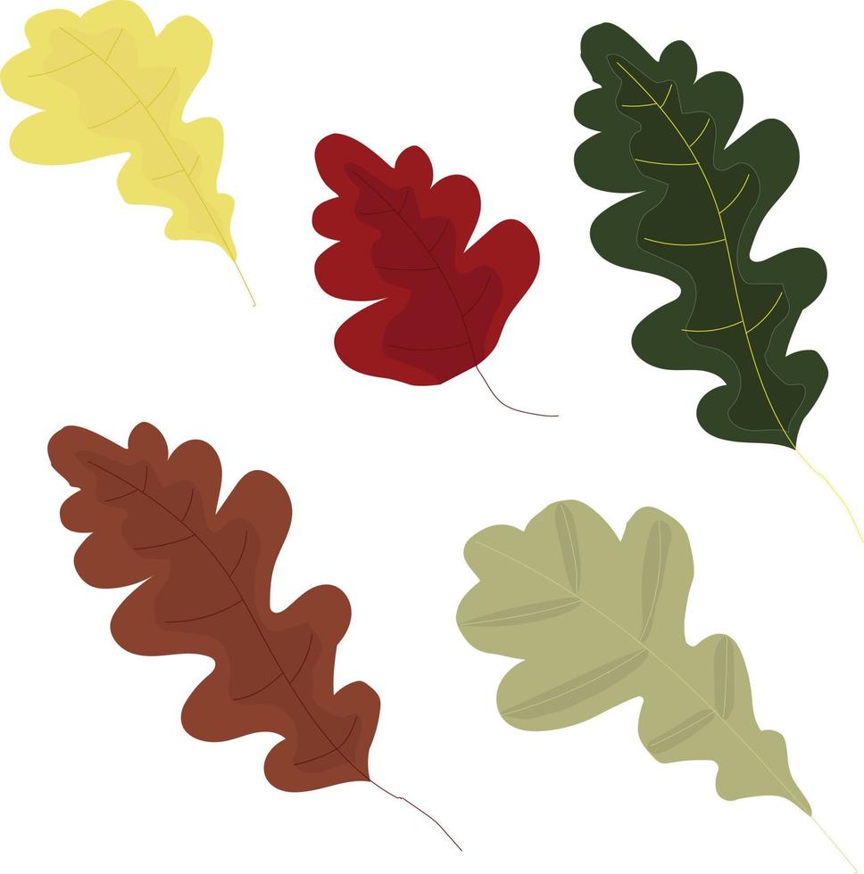 hojas de roble de otoño amarillo, rojo, verde, marrón. ilustración vectorial aislado sobre fondo blanco. vector