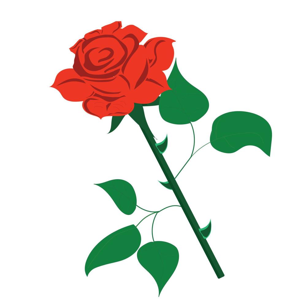 Red rose flower. Vector illustration isolated on white background.