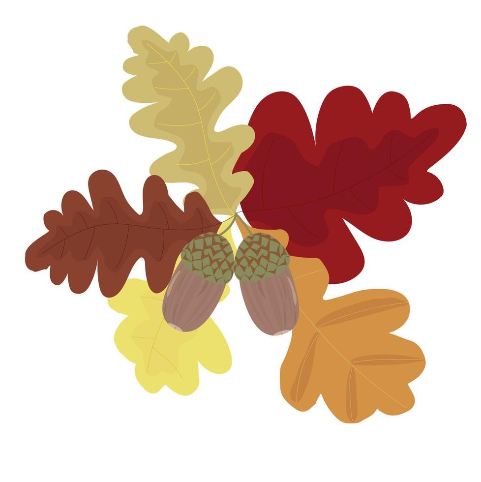 hojas de otoño de roble con bellotas. ilustración vectorial aislado sobre fondo blanco. vector