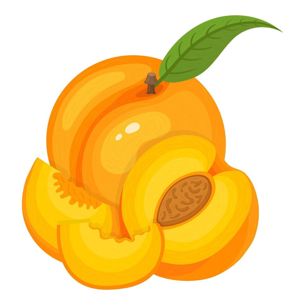 dibujos animados detallados de melocotón exótico entero, medio y cortado aislado sobre fondo blanco. frutas de verano para un estilo de vida saludable. fruta organica estilo de dibujos animados ilustración vectorial para cualquier diseño. vector