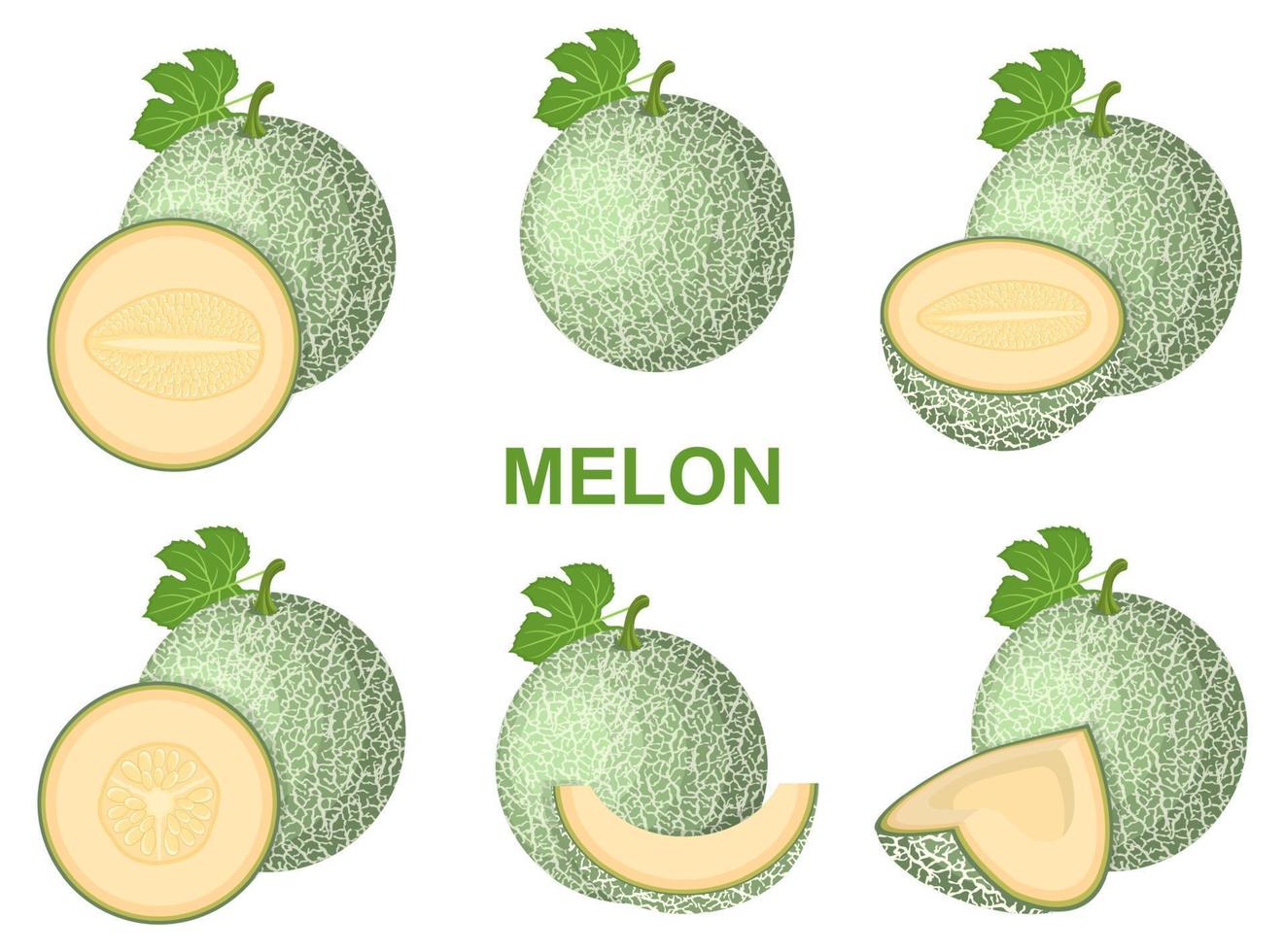 conjunto de fruta de melón fresca entera, mitad, rebanada cortada aislada sobre fondo blanco. melón cantalupo. frutas de verano para un estilo de vida saludable. fruta organica estilo de dibujos animados ilustración vectorial para cualquier diseño. vector