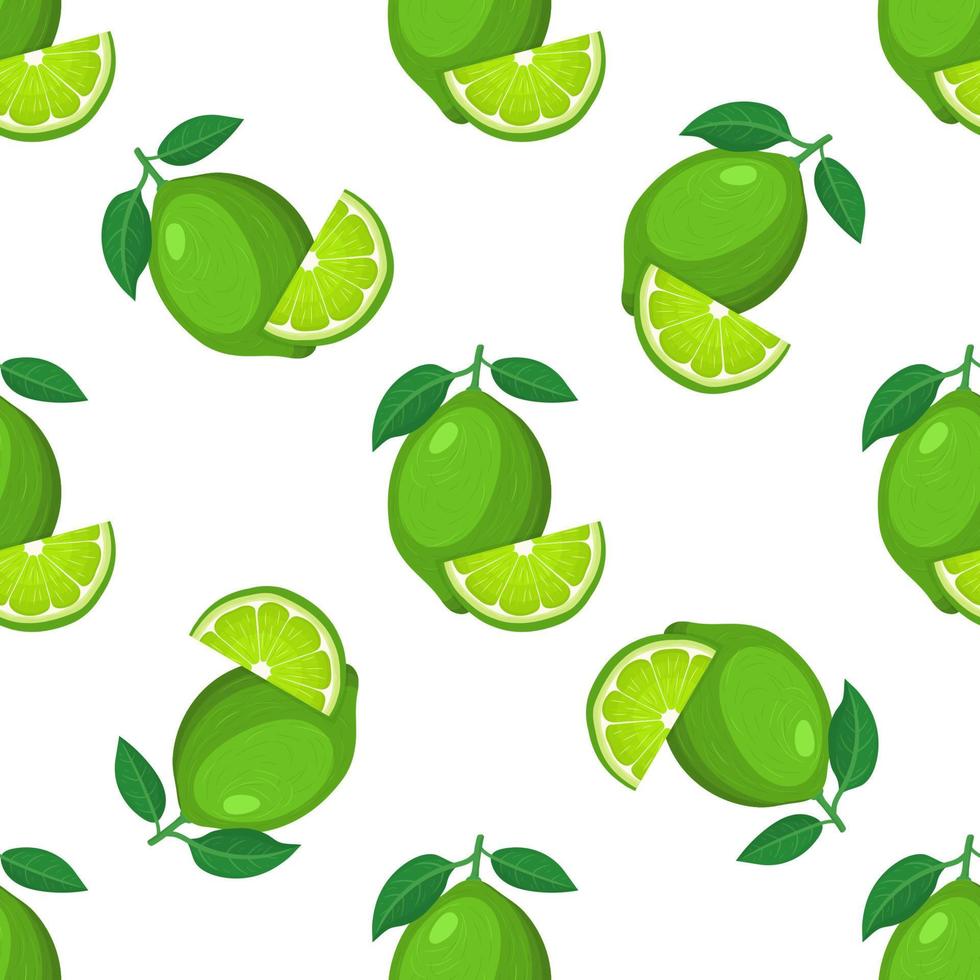 patrón sin costuras con fruta de lima cortada y entera exótica brillante fresca sobre fondo blanco. frutas de verano para un estilo de vida saludable. fruta organica estilo de dibujos animados ilustración vectorial para cualquier diseño. vector