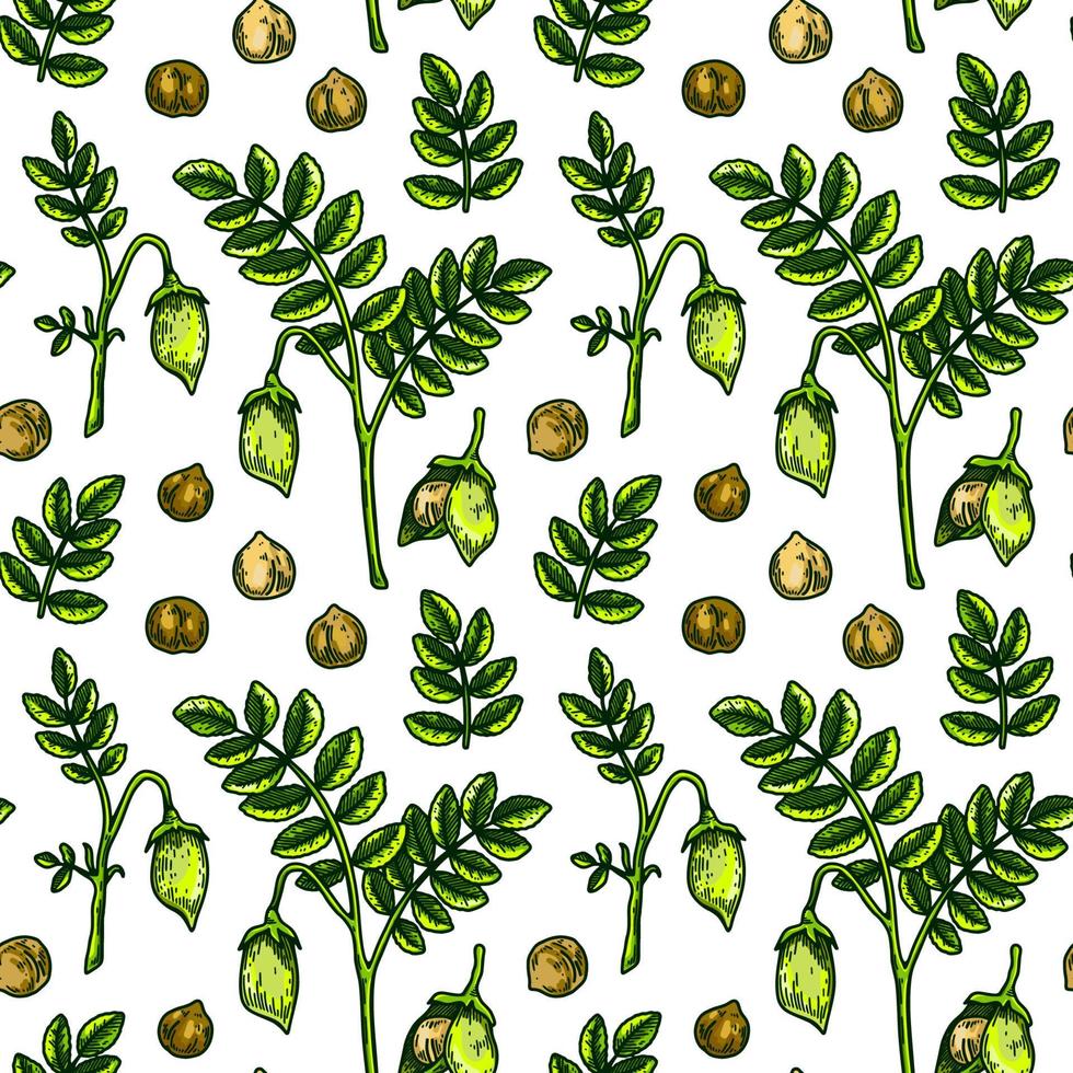 Hand drawn chickpeas seamless pattern. Vector illustration in colored sketch style