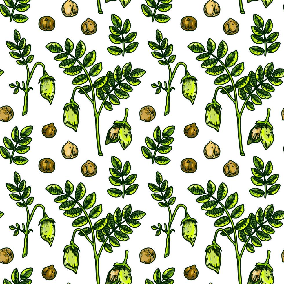 Hand drawn chickpeas seamless pattern. Vector illustration in colored sketch style