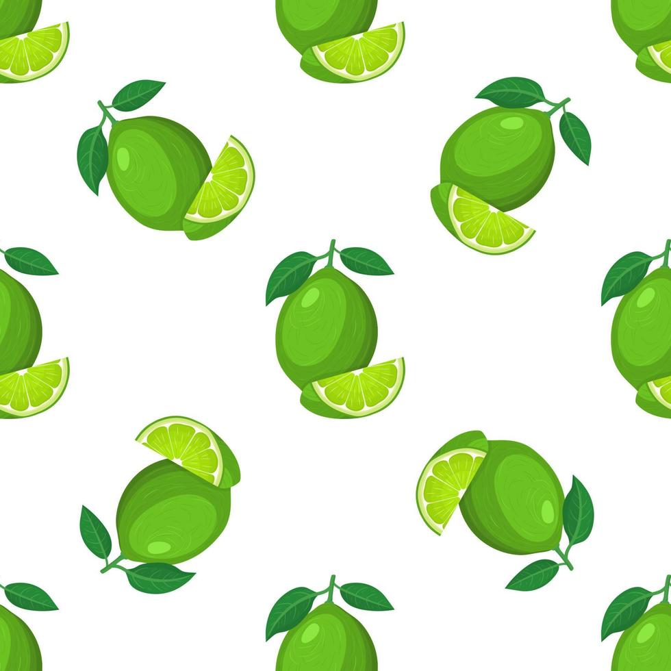 patrón sin costuras con fruta de lima cortada y entera exótica brillante fresca sobre fondo blanco. frutas de verano para un estilo de vida saludable. fruta organica estilo de dibujos animados ilustración vectorial para cualquier diseño. vector