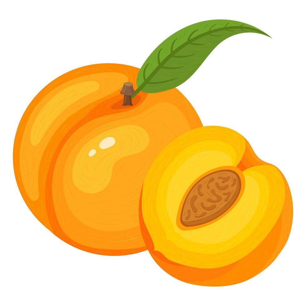 dibujos animados detallados exóticos enteros y medio melocotón aislados sobre fondo blanco. frutas de verano para un estilo de vida saludable. fruta organica estilo de dibujos animados ilustración vectorial para cualquier diseño. vector