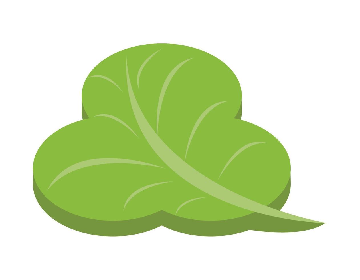 fresh lettuce vegetable vector