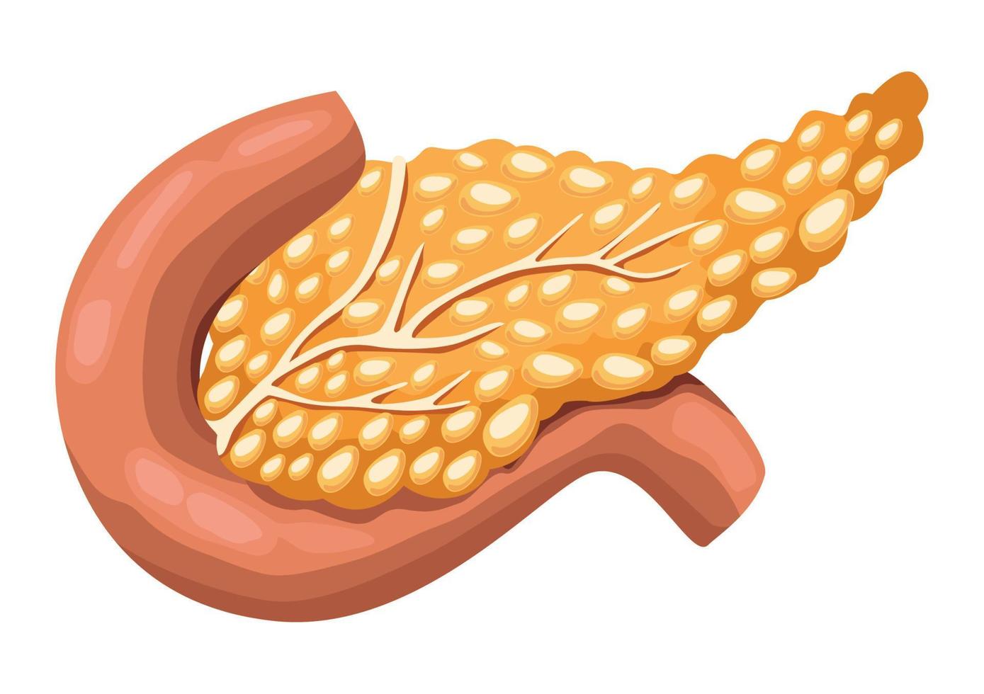 pancreas realistic human organ vector
