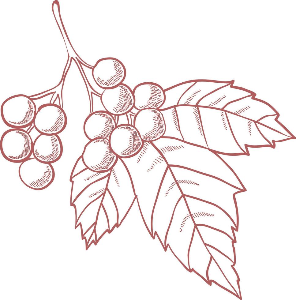 Leaves with berries. vector