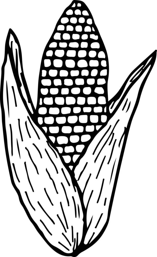 Line drawn corn. vector