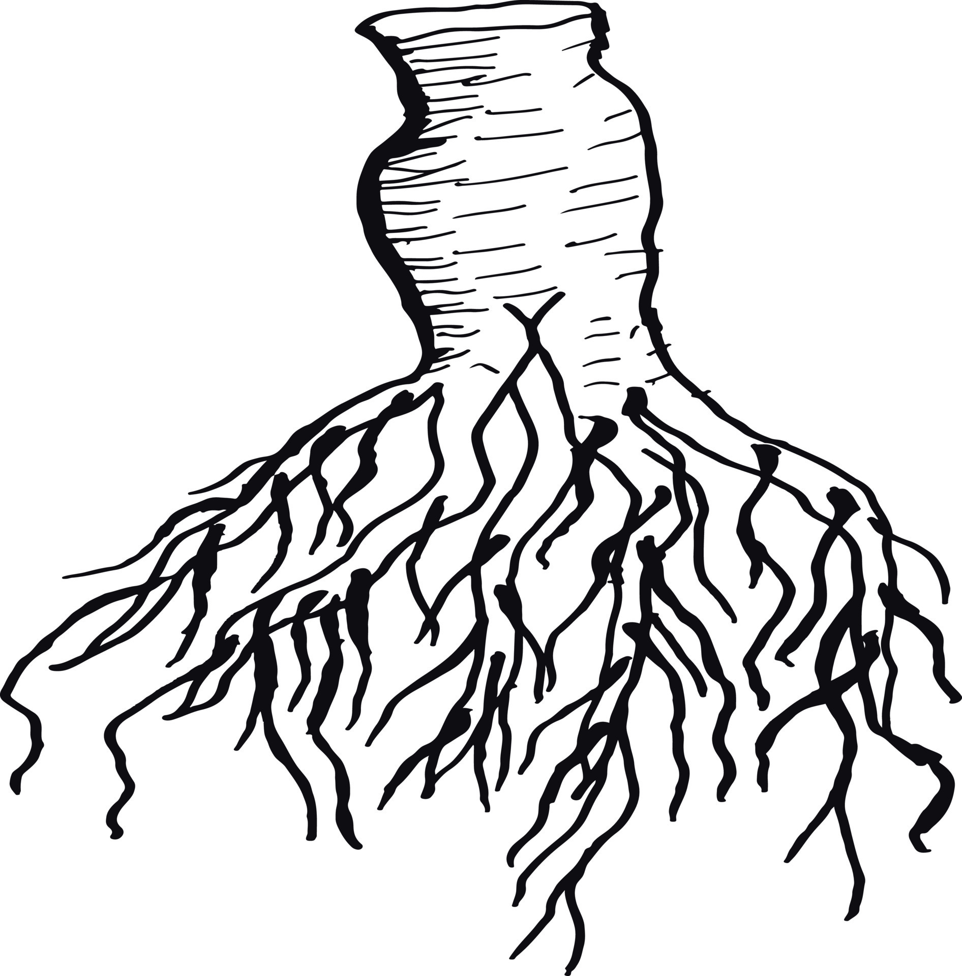 Parsley root line. 10522261 Vector Art at Vecteezy