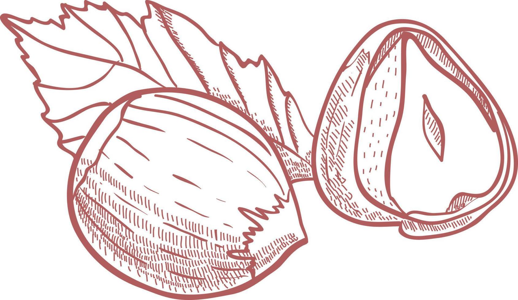 Hazelnuts with leaves. vector