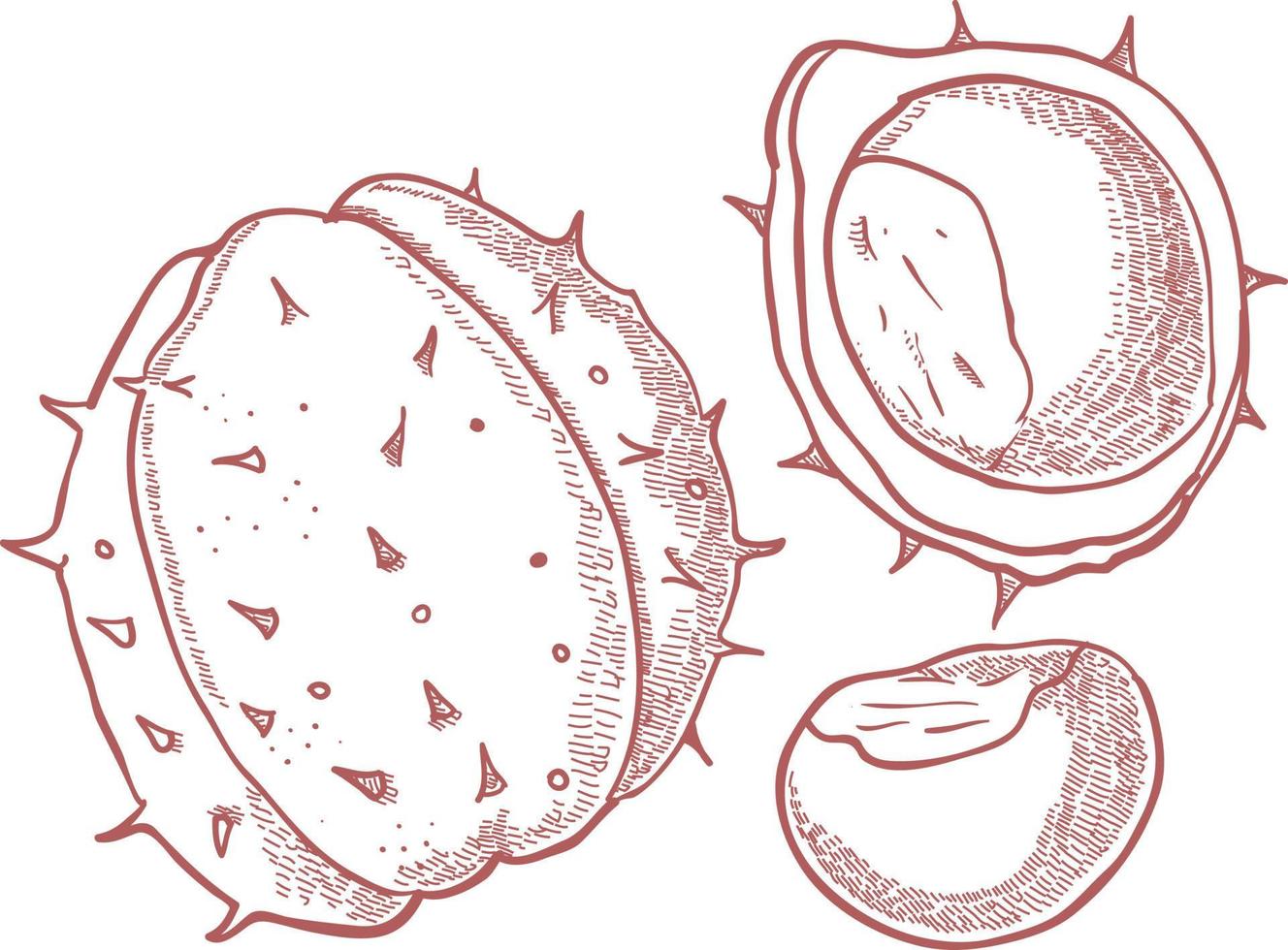 Peeled chestnut from a tree. vector