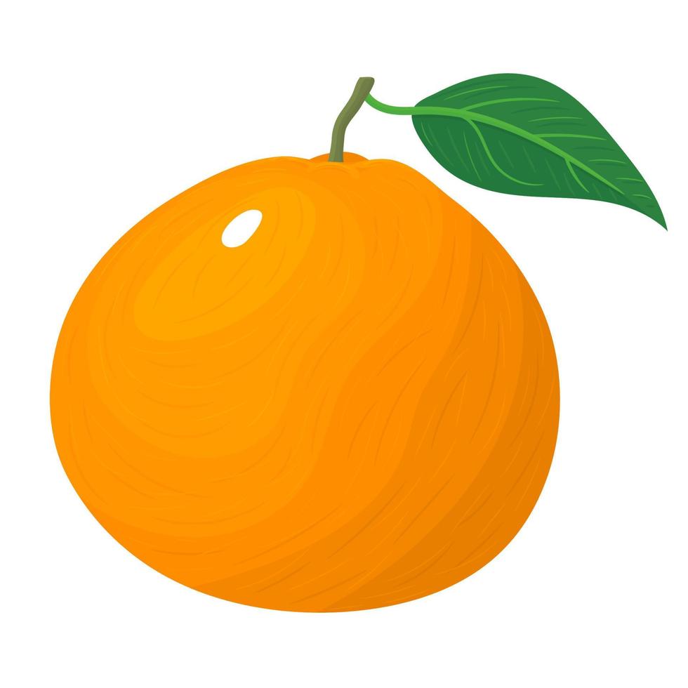 Mandarina o mandarina entera exótica brillante fresca aislada sobre fondo blanco. frutas de verano para un estilo de vida saludable. fruta organica estilo de dibujos animados ilustración vectorial para cualquier diseño. vector