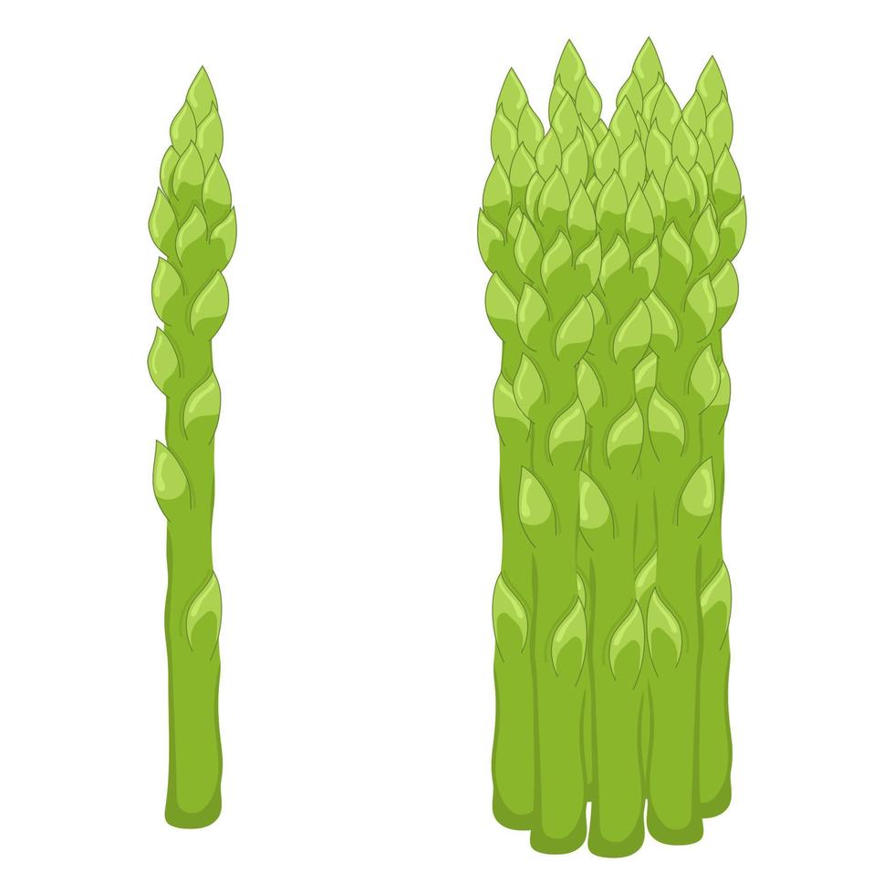Fresh asparagus isolated on white background. Organic food. Cartoon style. Vector illustration for design.