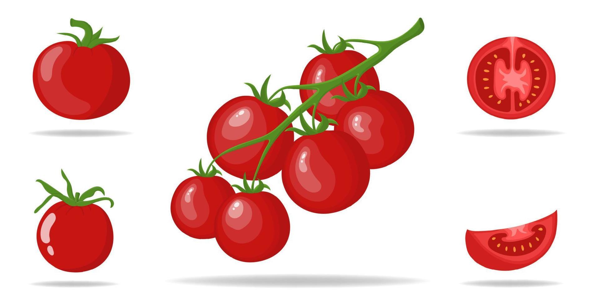 Set of Fresh Red Tomatoes isolated on white background. Branch, Whole, Half and Slice Tomato Icons for Market, Recipe Design. Organic Food. Cartoon Style. Vector illustration for Design, Web.