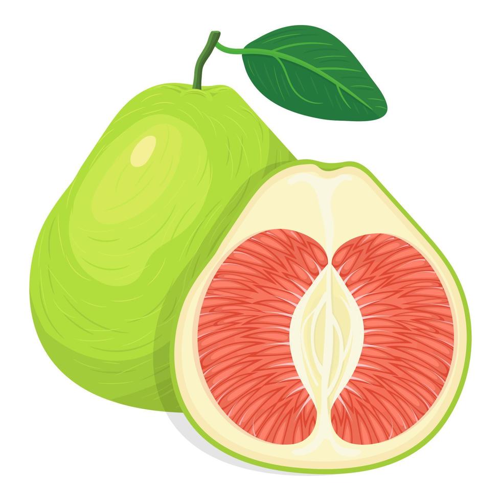 Fresh bright exotic whole and cut slice pomelo fruit isolated on white background. Summer fruits for healthy lifestyle. Organic fruit. Cartoon style. Vector illustration for any design
