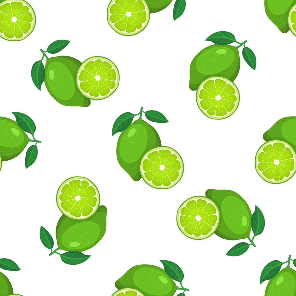 Seamless pattern with fresh bright exotic whole and half lime fruit on white background. Summer fruits for healthy lifestyle. Organic fruit. Cartoon style. Vector illustration for any design.