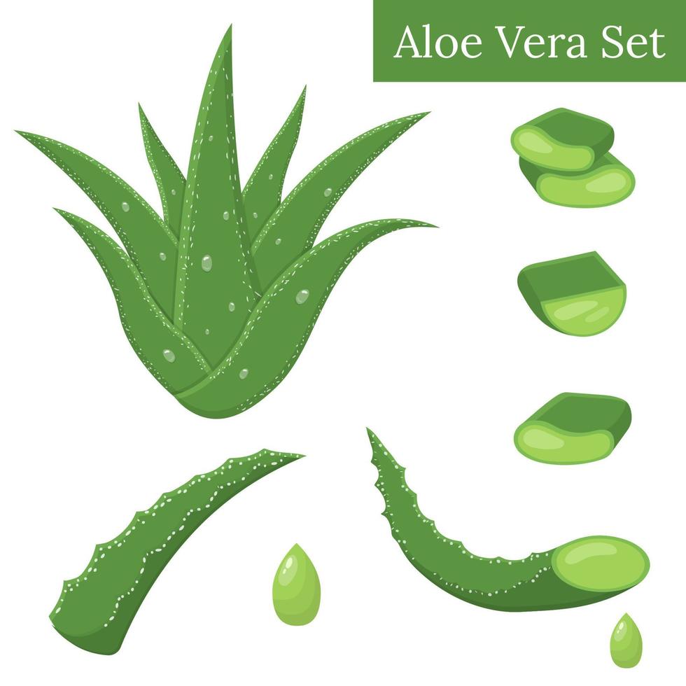 conjunto de esquejes de hojas de plantas medicinales de aloe vera y  elementos de gotas de jugo aislados en fondo blanco. estilo de dibujos  animados ilustración vectorial para cualquier diseño. 10523886 Vector