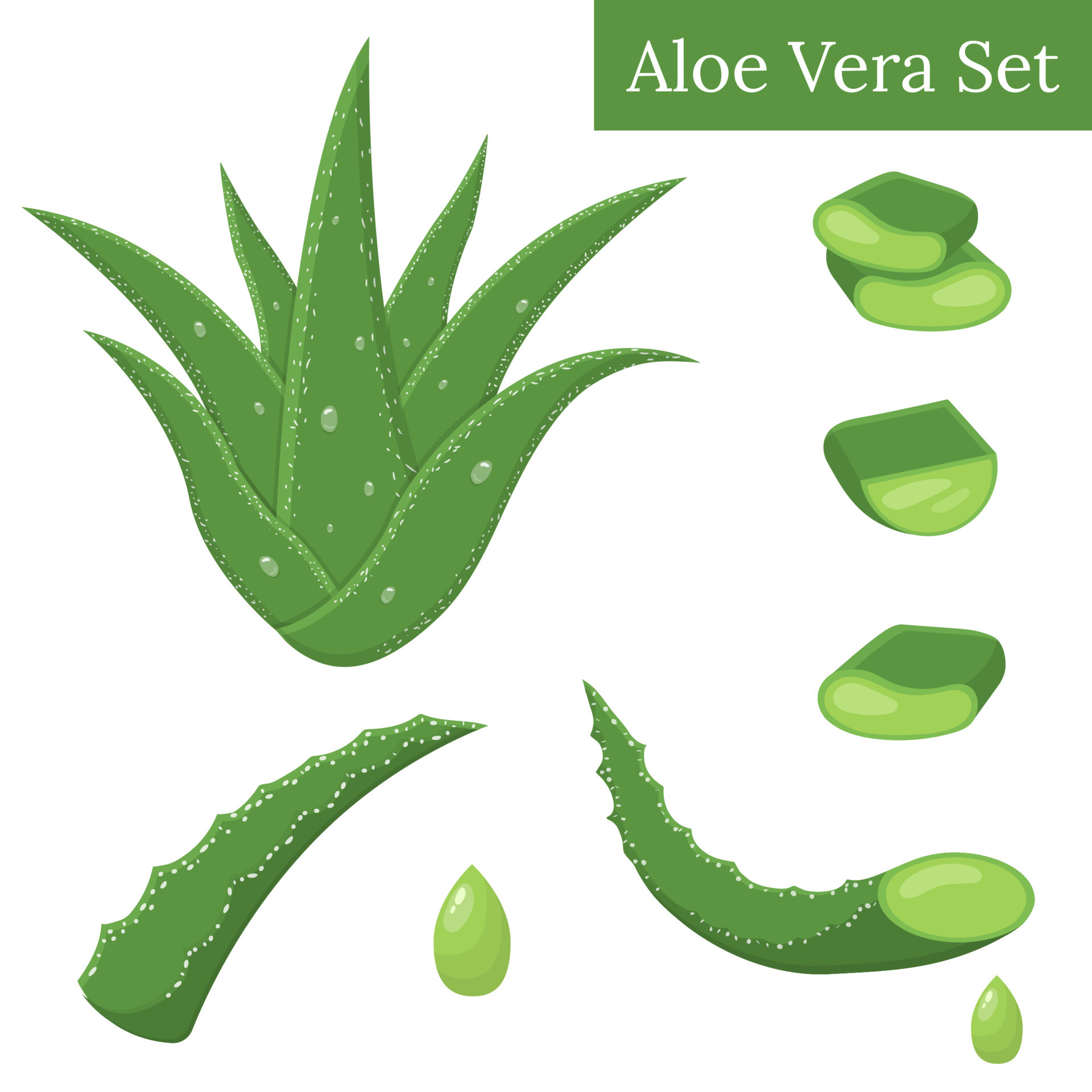 Set of aloe vera medicinal plant leaves cuttings and juice drops elements isolated on white background. Cartoon style. Vector illustration for any design. 10523886 Vector Art at Vecteezy Set of aloe vera medicinal plant leaves cuttings and juice drops elements isolated on white background. Cartoon style. Vector illustration for any design. 10523886 Vector Art at Vecteezy